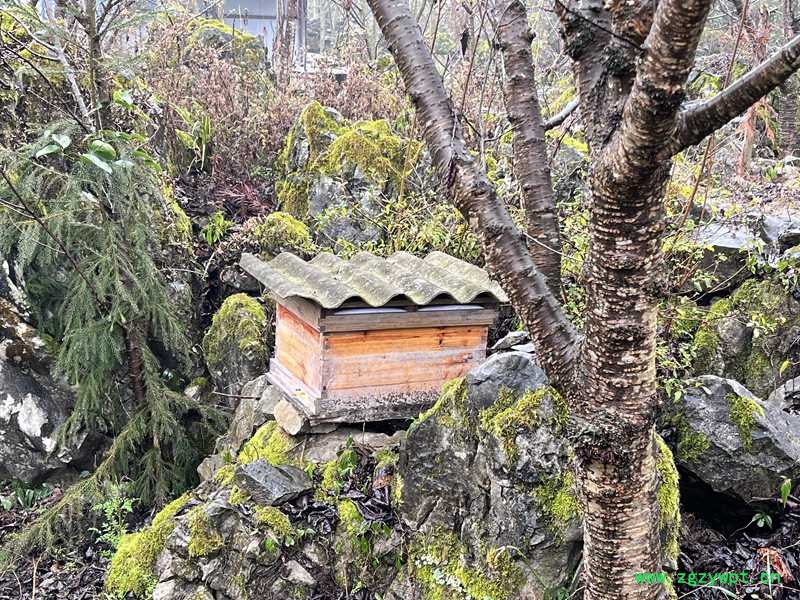 贵州张氏兴农业综合开发有限责任公司的六枝岩蜂养殖基地。人民网 陈洁泉摄 