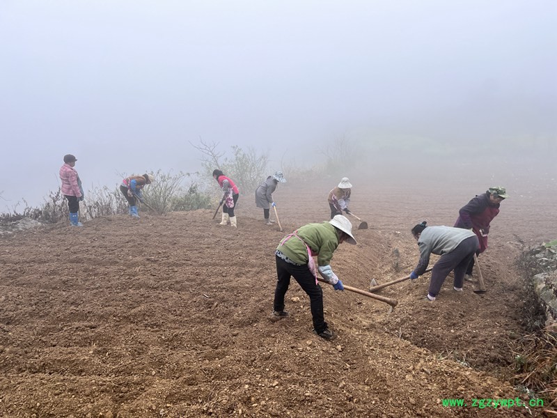 村民正在落别乡抵耳村中药材基地种植中药材。人民网 陈洁泉摄