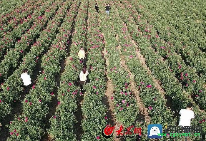 定陶黄店镇玫瑰产业