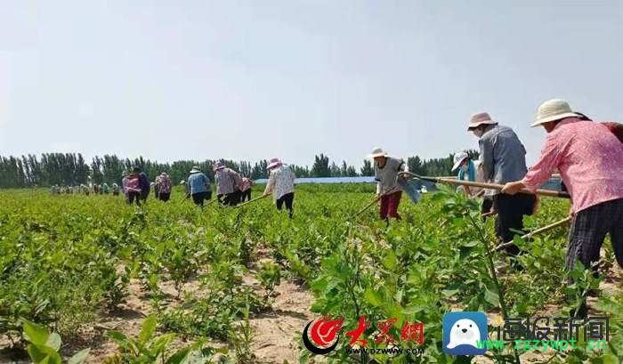 东明长兴集万亩虎杖遍植黄河滩涂地