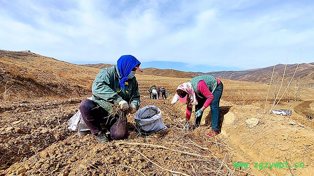 务工群众在基地进行捡拾、分级、装车等工作