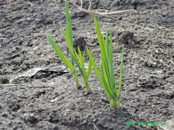 春天多吃4种野菜，既是野菜也是天然中药，多吃一些健康又养生！