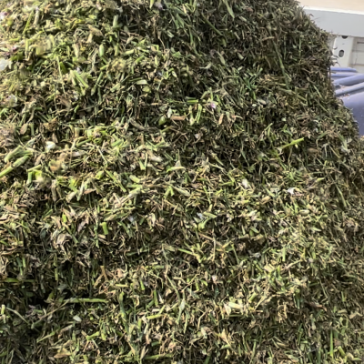 安国地产长期供应草药类大货，欢迎对接 产地直营