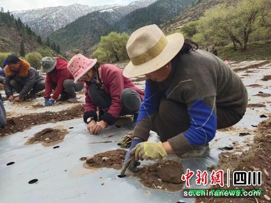 村民在专家指导下种植羌活苗。(壤塘县委宣传部 供图) 村民在专家指导下种植羌活苗。(壤塘县委宣传部 供图)