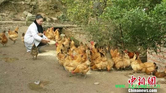 图为张正群喂养土鸡。 受访者供图