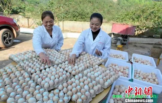 图为张正群清点土鸡蛋。 受访者供图