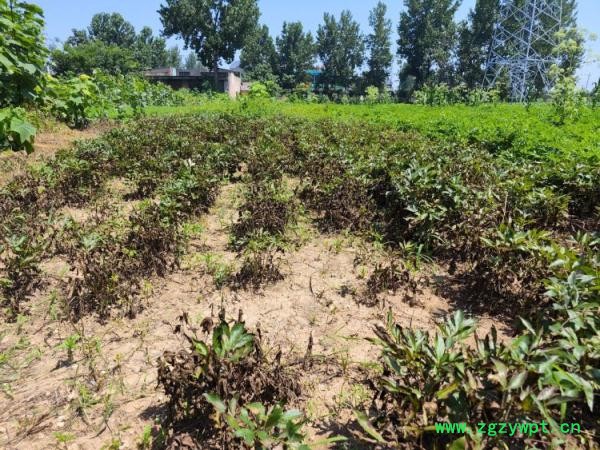 常见中药材“反季暴涨”幕后：谁在暗中助推供求失衡？