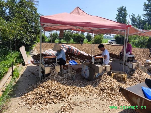 常见中药材“反季暴涨”幕后：谁在暗中助推供求失衡？