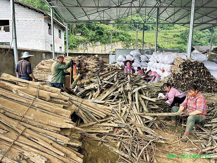 村民们清理中药材。
