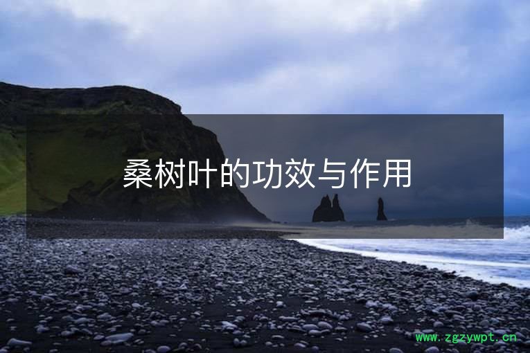 桑树叶的功效与作用