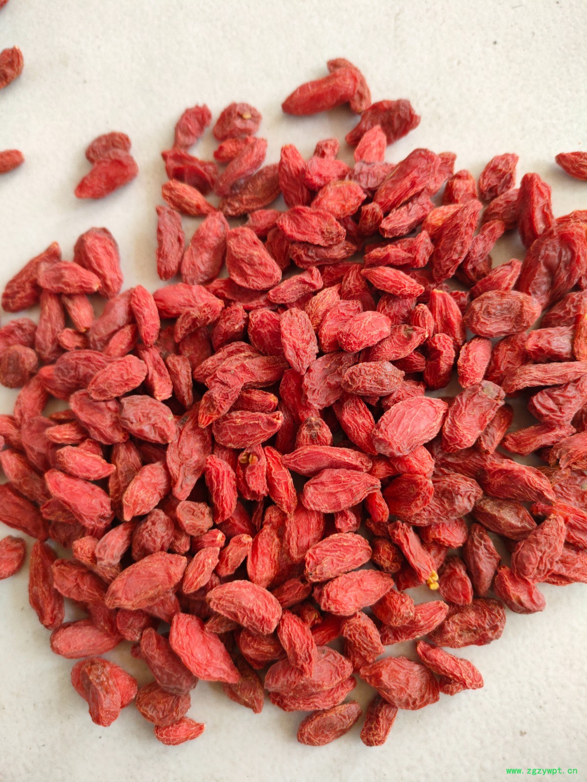批发枸杞子产地直销枸杞子图2