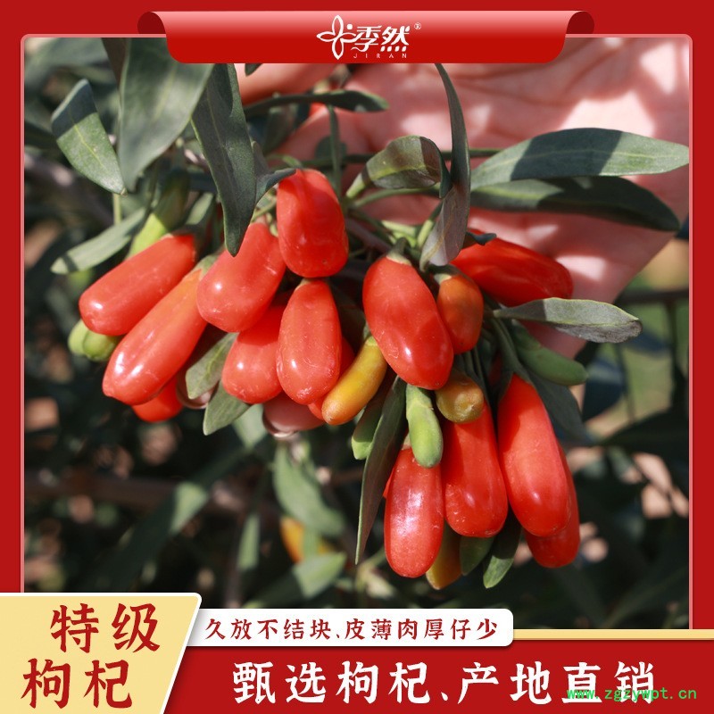 杞福源宁夏枸杞500克袋装产地批发新货头茬中宁枸杞子特优级图4