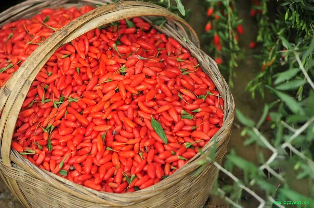 杞福源宁夏枸杞子500g干货中宁红枸杞子特级新货袋装定制批发