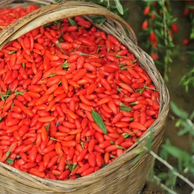 杞福源宁夏枸杞子500g干货中宁红枸杞子特级新货袋装定制批发