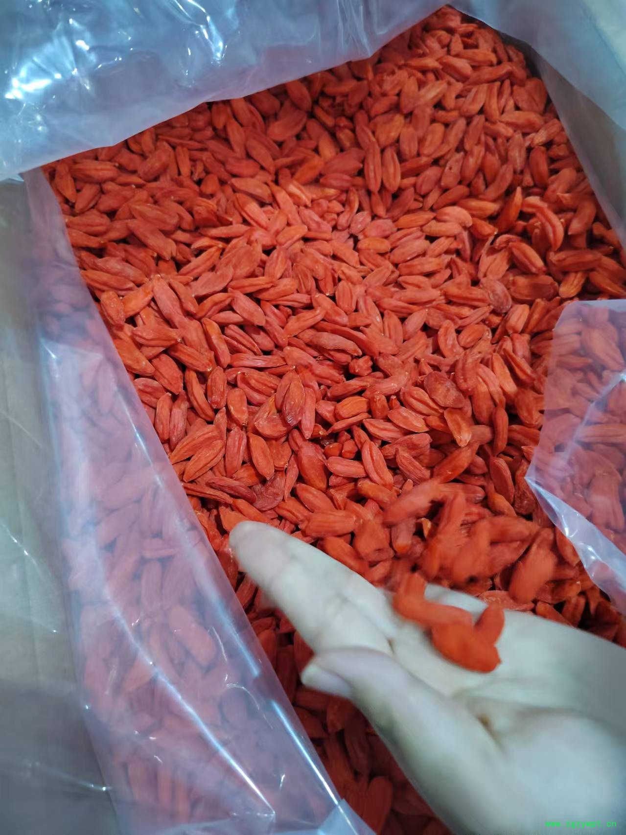 杞福源新货宁夏枸杞子中宁枸杞40斤散装批发即食特大头茬批发