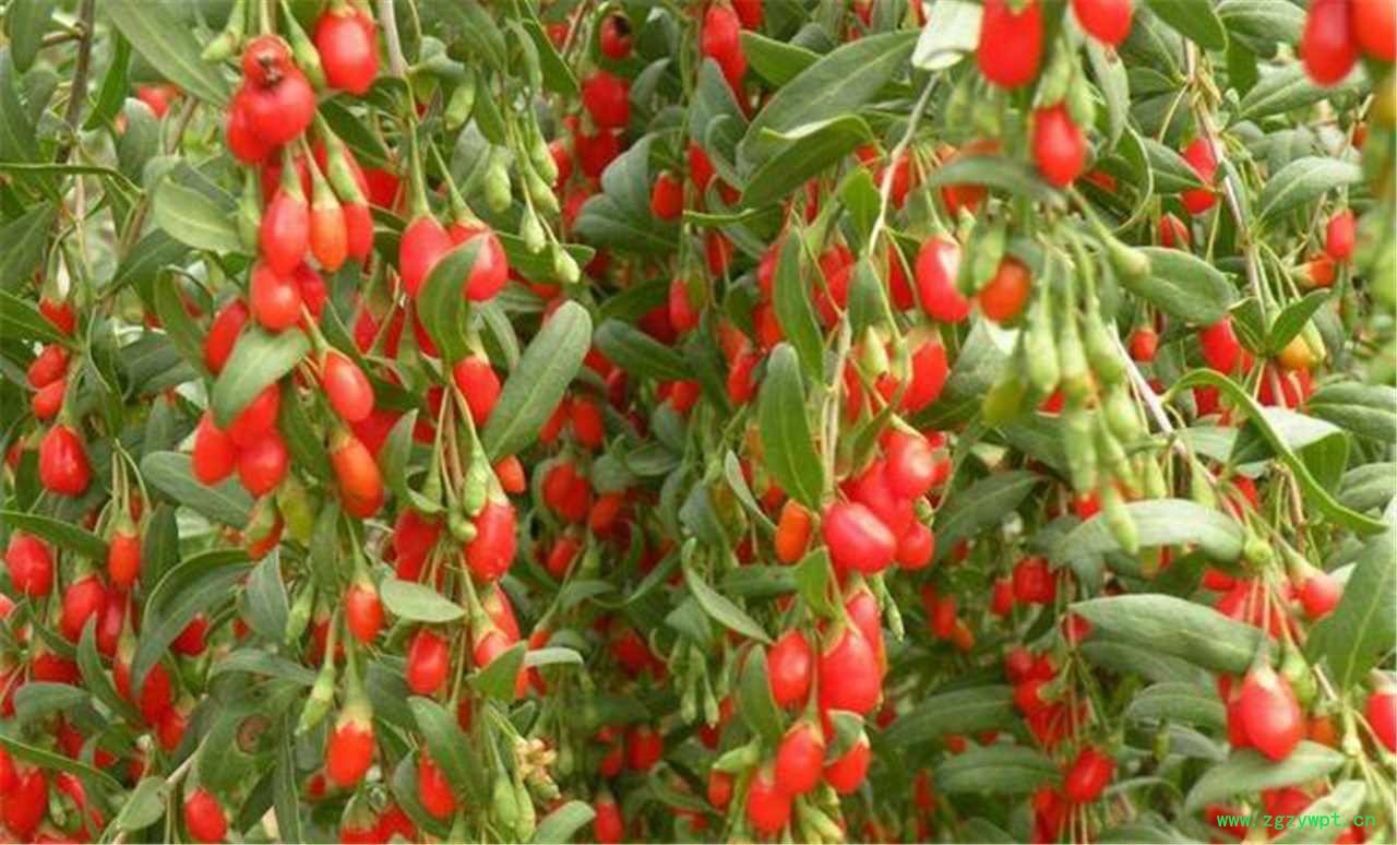 杞福源新货宁夏枸杞子中宁枸杞散装批发即食特大头茬原料批发图2